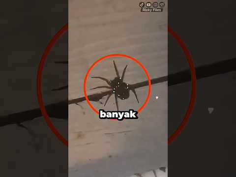Kenapa Nginjek Laba-Laba Bukan Ide Bagus? thumbnail