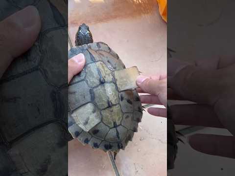 Peeling Turtle Shells #goodtoknow #funfacts #vet #medicine #funfacts #lifehacks #educational #hacks thumbnail