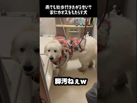 雨の日に家族に混沌をもたらす愛犬　#greatpyrenees #大型犬のいる生活 #大型犬 #大型犬と暮らす #グレートピレニーズ #愛犬 #犬のいる生活 #癒し #ゴールデンレトリバー thumbnail