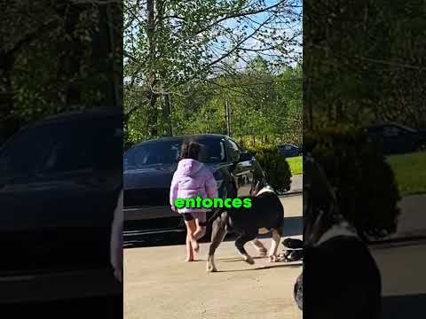 ENTRENÓ A SUS PERROS PQRQ CUIDAR A SU HIJA!! 😯 thumbnail