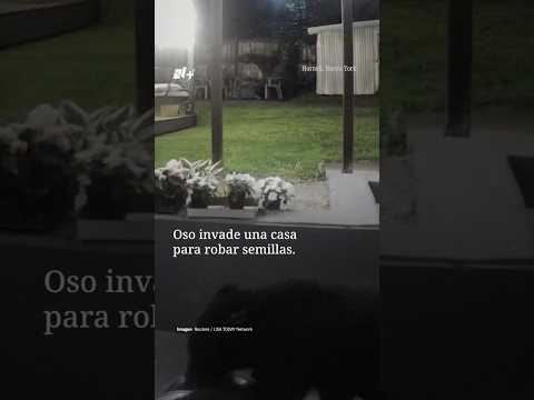 Oso invade el patio de una casa para robar semillas thumbnail