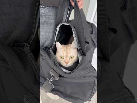 I want my lawyer 🐈 #cats #catsofyoutube #funnycats #catvideos #petlovers thumbnail