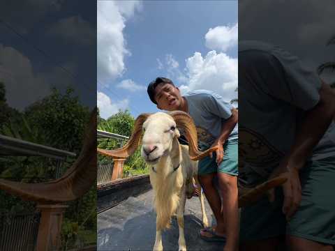 MANG UNI TURUNIN DOMBA KURBAN thumbnail