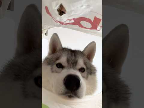 POV: Quando fai SPESA ma hai dei CANI!🫣🐶🤣 #cane #cani #comedy #dog #dogs thumbnail