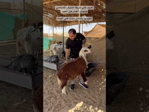 طريقة اختيار الأضاحي وتجنب الغش قبل العيد thumbnail