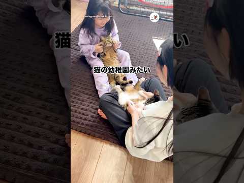 猫の幼稚園みたい｜PECO thumbnail