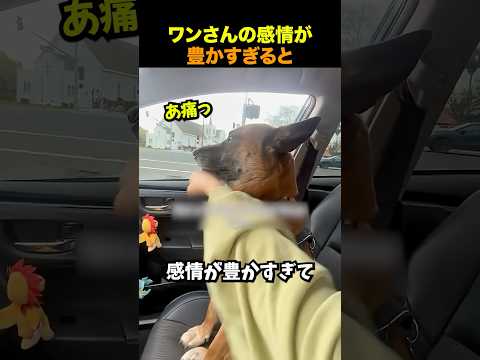 感情が豊かすぎる犬たち thumbnail