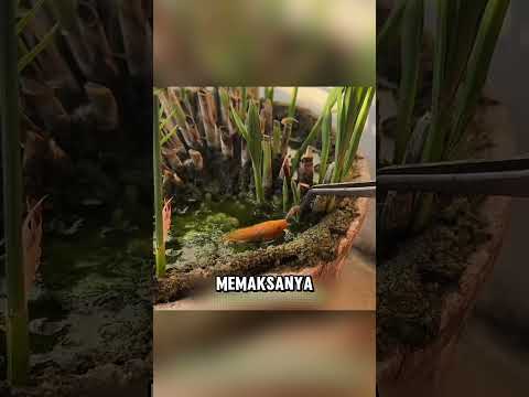 Pria ini menemukan mahkluk langka dibawah pot bunganya ❤️ thumbnail
