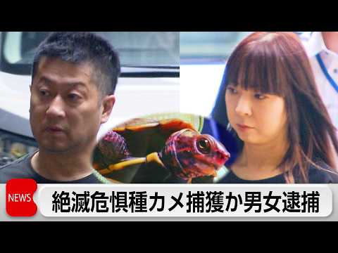 絶滅危惧種のカメ捕獲疑いでペットショップ経営者ら男女2人逮捕 thumbnail