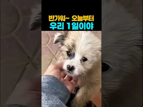 ❤️19만뷰❤️반가워… 오늘부터 우리 1일이야❤️ #강아지 #댕댕이 #유기견 #유기견구조 thumbnail