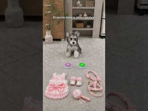 El perrito tiene la ultima palabra.#puppy #perros   #cute #dogs #miradacanina thumbnail