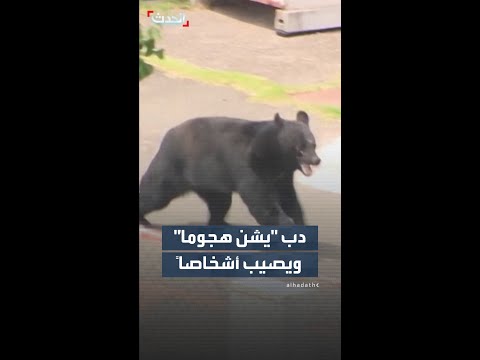 دب شارد في إحدى المناطق شمال شرق اليابان يهاجم أشخاصا ويصيب 4 في مصنع ومبنى سكني thumbnail