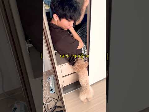 시각장애인 아빠가 살려달라고 했더니 천재견 반응 thumbnail