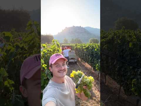 Ich habe meinen Freunden auf Mallorca bei der Weinernte geholfen! thumbnail