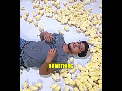 Baby Chicks Thought He Was Their Mom ? thumbnail