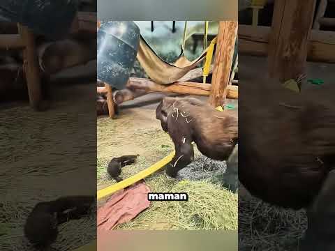 Un moment déchirant : un bébé gorille fait une chute ! 😭 thumbnail