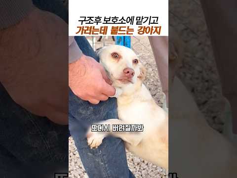 구조후 보호소에 맡기고 가려는데 붙드는 강아지#유기견구조#감동동물 thumbnail