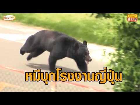 ระทึก หมีบุกโรงงานญี่ปุ่น ทำร้ายคนได้รับบาดเจ็บ 4 ราย thumbnail