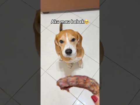 RYUKI NGEDUMEL MINTA MAKAN BEBEK‼️😂 JANGAN LUPA BERDOA SEBELUM MAKAN😇 #shorts #anjinglucu thumbnail