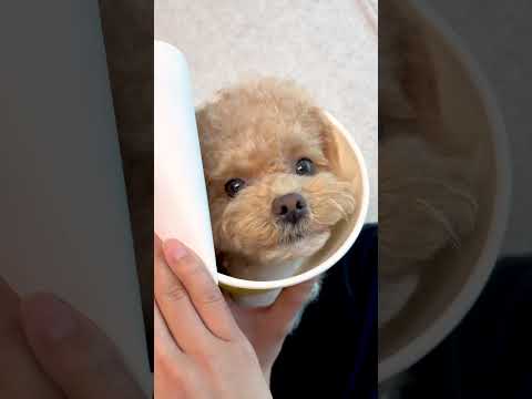 시각장애인 아빠 몰래 라면이 된 강아지 #시트콤 thumbnail
