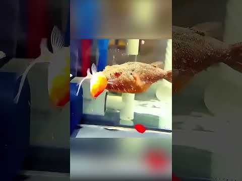 🐟💔 الأم السمكة البطلة حتى آخر لحظة 🥺 thumbnail