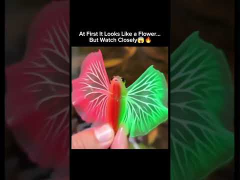 At First It Looks Like a Flower...But Watch Closely ❤️‍?? thumbnail