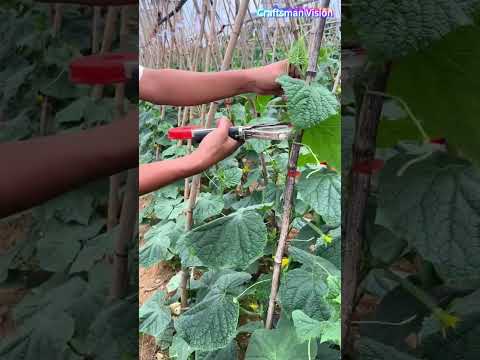 cucumber cultivation key step: tying cucumber vines thumbnail