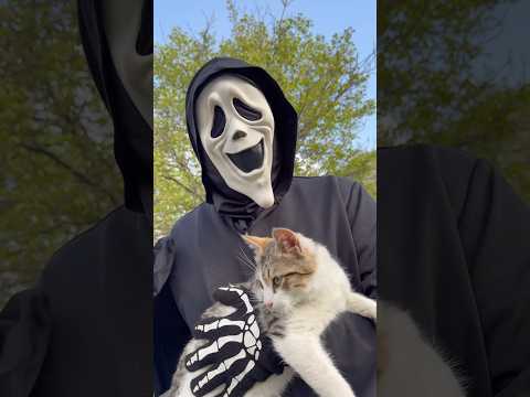 Bad Monster and My Kitten🥹❤️👻 #shorts thumbnail