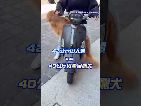 載40kg黃金獵犬推不動　阿金下秒棄車不顧網笑翻 @Truemii #黃金獵犬 #萌寵 #熱門影片 thumbnail
