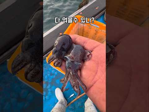 원래 눈이 튀나온기 아입니다 #남해 #오징어 #귀여운 #바다 #생선회 thumbnail