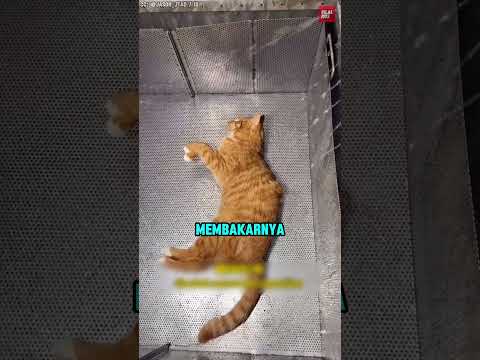 Cara Baru Untuk Berpisah Dengan Hewan Peliharaan 😭 thumbnail