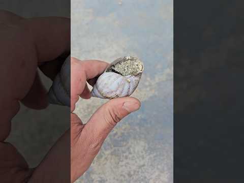Hồi sinh con ốc sên thumbnail