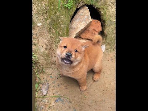 The little stubborn breed wants to rebel again, the ferocious little milk dog, the pastoral dog, th thumbnail
