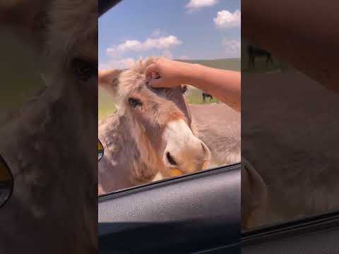 Niecodzienne spotkanie na trasie w Rumunii #shorts thumbnail