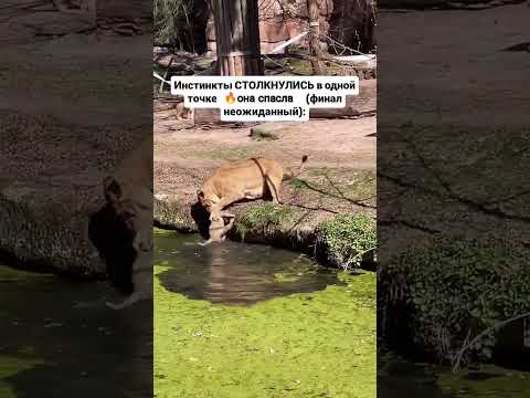 Львица⭐ была сосредоточена на спасении малыша и спасла❤️. thumbnail