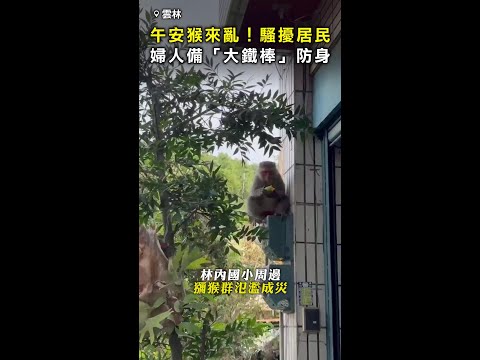 【午安猴來亂！】居民被猴群一路追回家！ 婦備「追魂大鐵棒」防身 #Shorts thumbnail
