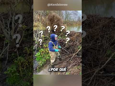 Encontró una enorme presa de castores y la destruyó 🦫😭 thumbnail