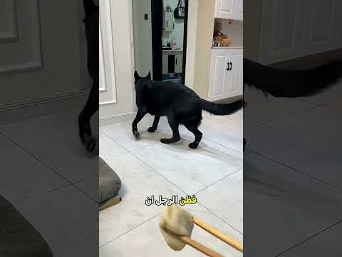 ذكاء الكلب صدم صاحبه والنهاية حزينة جداً 🥺💔 thumbnail
