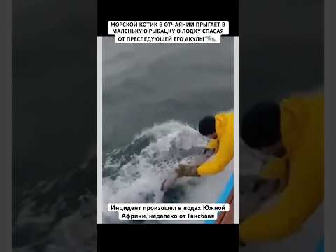 Рыбак, не задумываясь о собственной безопасности, протягивает руки и помогает 🔥❤️#рек#животное thumbnail