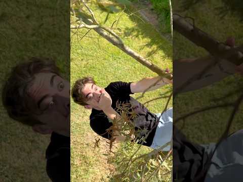 QUAND TU VOLES DES POMMES🍎🤣#humour #shorts thumbnail