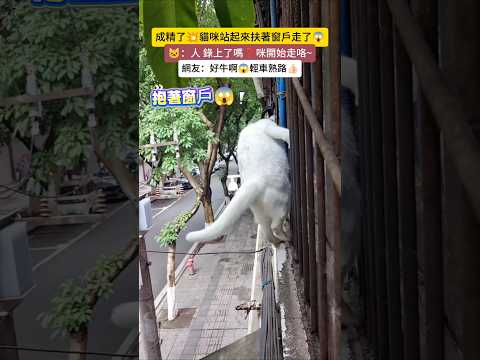 成精了💥貓咪站起來抱著窗戶走了😱 🐱：人 錄上了嗎❓看咪的表演😎 網友：AI都想不出來的方式💥太牛了🐮 #cat #cute #funny #funnyshorts #cutecat thumbnail