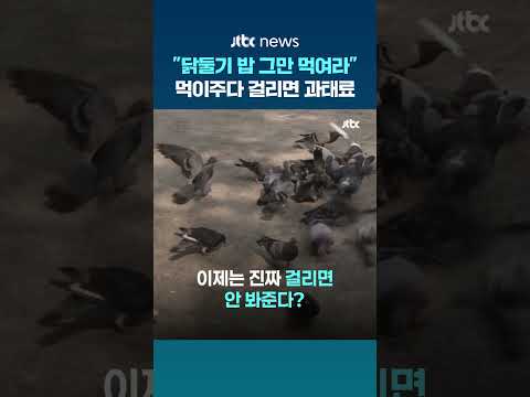 이제 비둘기 밥 주다 걸리면 과태료…서울시 "먹이주기 금지구역 단속 강화" #JTBC #Shorts thumbnail