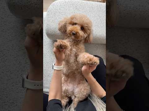 Köpeğime zarar vermesine izin vermedim??? thumbnail