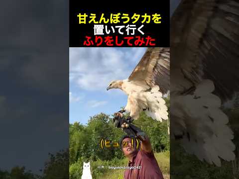 甘えんぼうタカを置いて行くふりをしてみた thumbnail