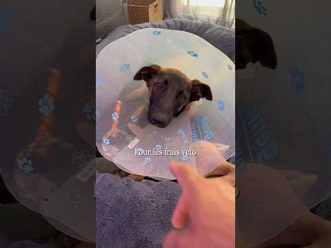 Le temps passe tellement vite 🥺 #malinois #ades #chien #amour thumbnail