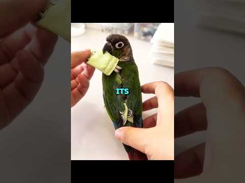 This Parrot Wears a Diaper? thumbnail