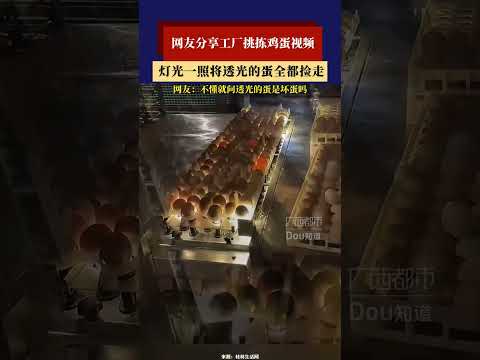 网友分享工厂挑拣鸡蛋视频，灯光一照将透光的蛋全都捡走   #新闻 #共鸣 #大热门 thumbnail