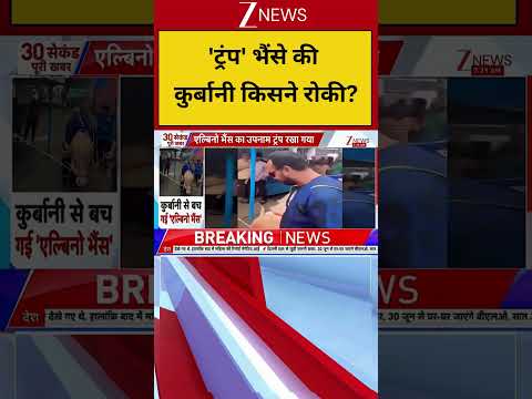 Donald Trump Buffalo: 'ट्रंप' भैंसे की कुर्बानी किसने रोकी? thumbnail