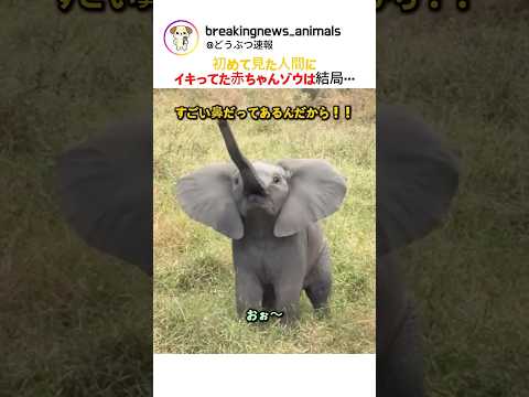 初めて見た人間に  イキってた赤ちゃんゾウは  結局… thumbnail
