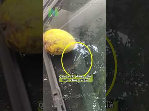 Quả xoài đáng giá hơn chục triệu thumbnail